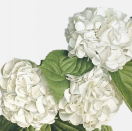 Hydrangea White - Select